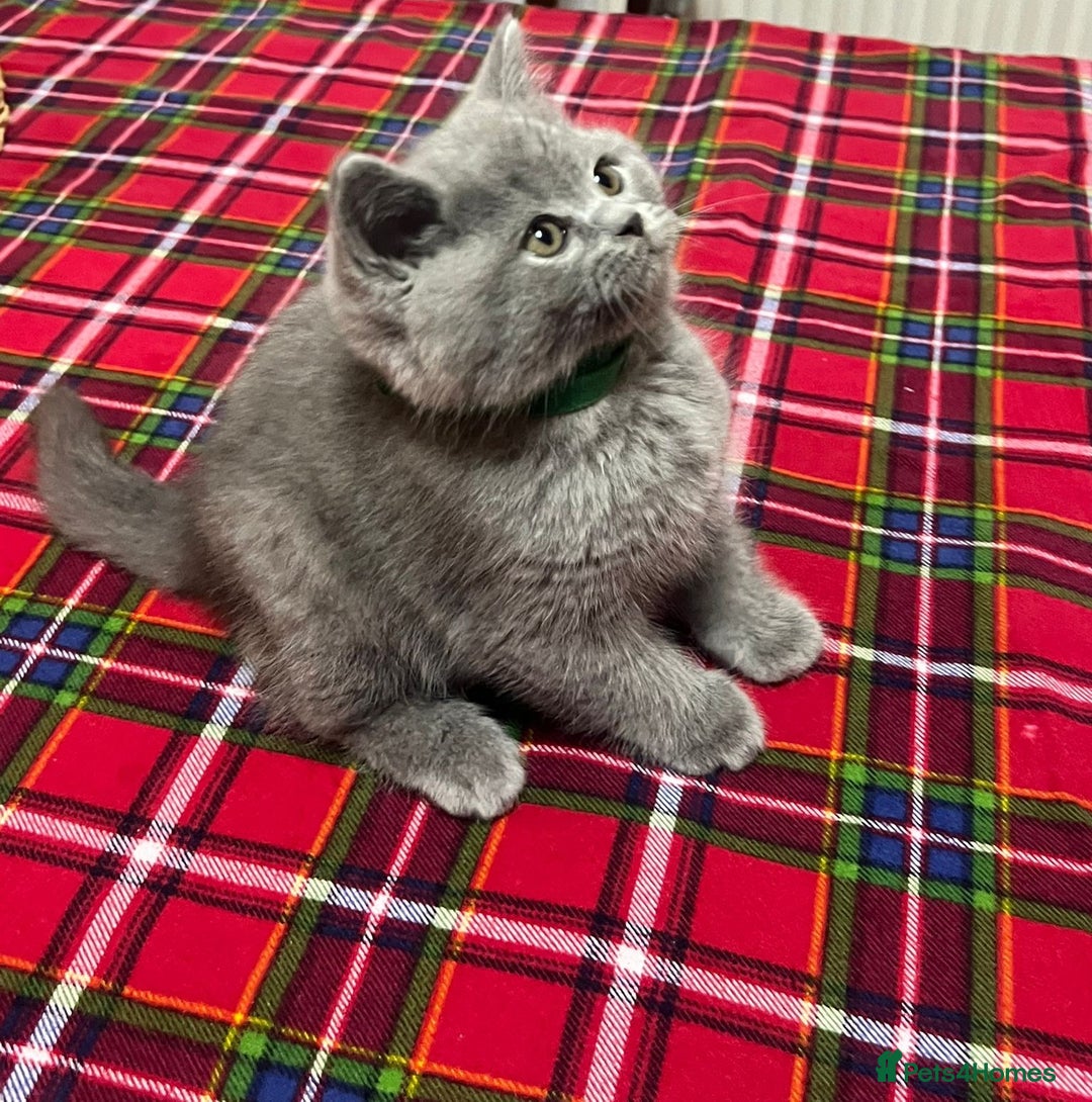 British Shorthair cats for sale: !!! Pure Blood Champions Pedigree BSH Kittens!!! - Advert 2