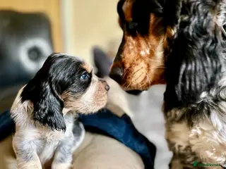 Cocker Spaniel dogs Cocker Spaniel Show Type - Advert 5