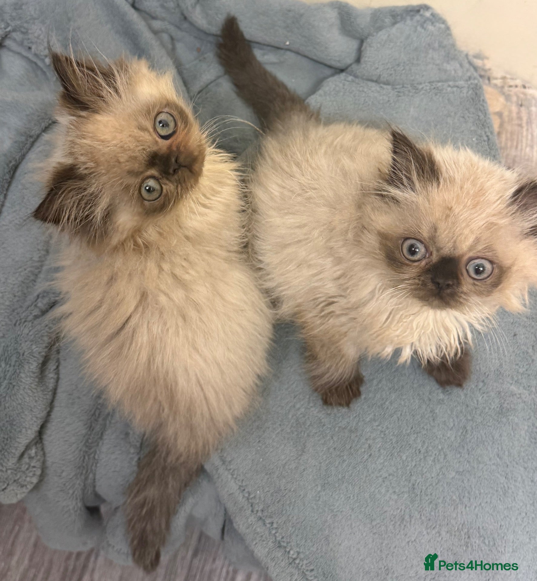 Persian cats for sale: Stunning Colourpoint Persian Kittens 💖 - Advert 1