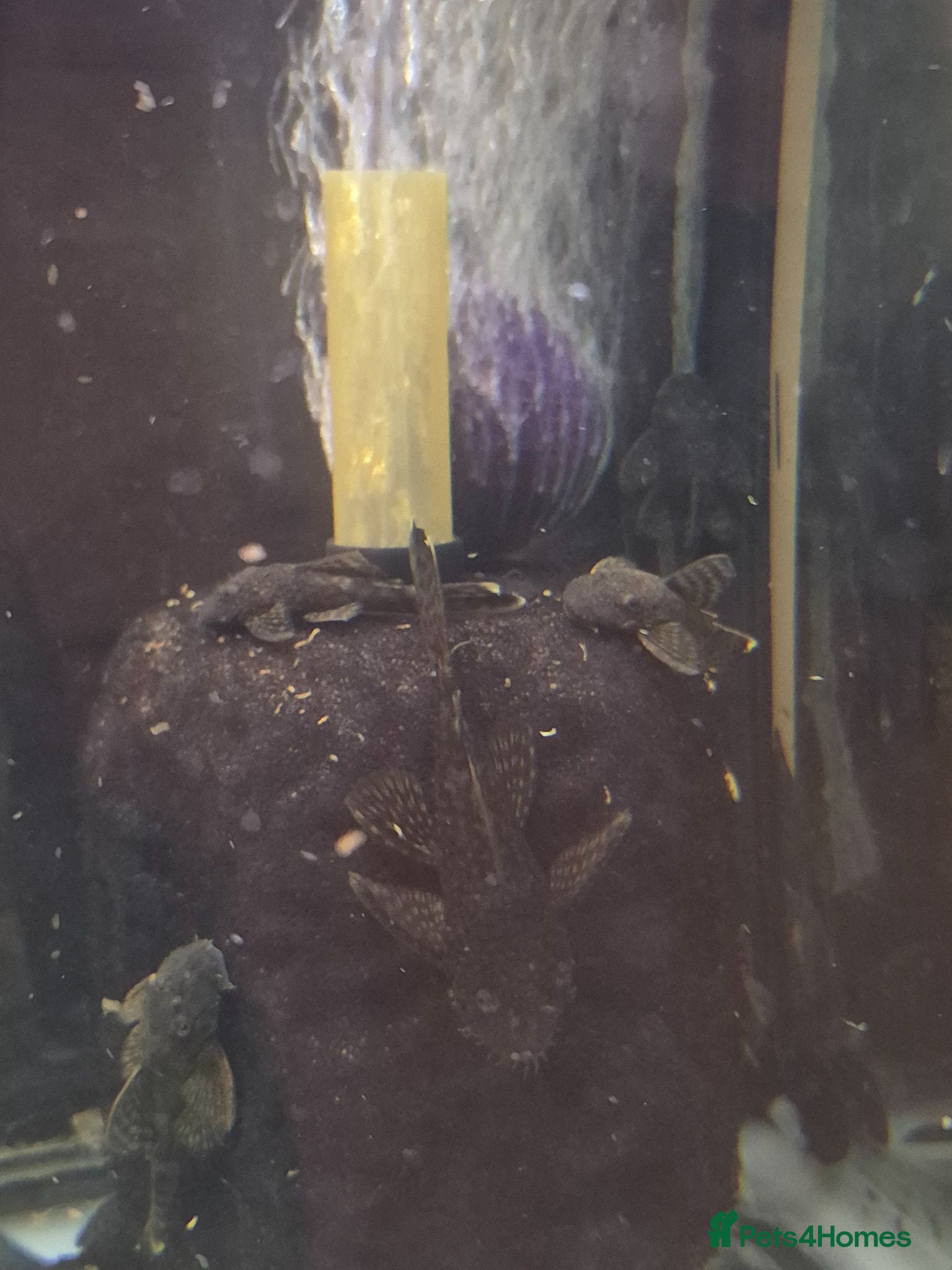 Plecos fish Bristlenose pleco common/albino available  - Advert 1