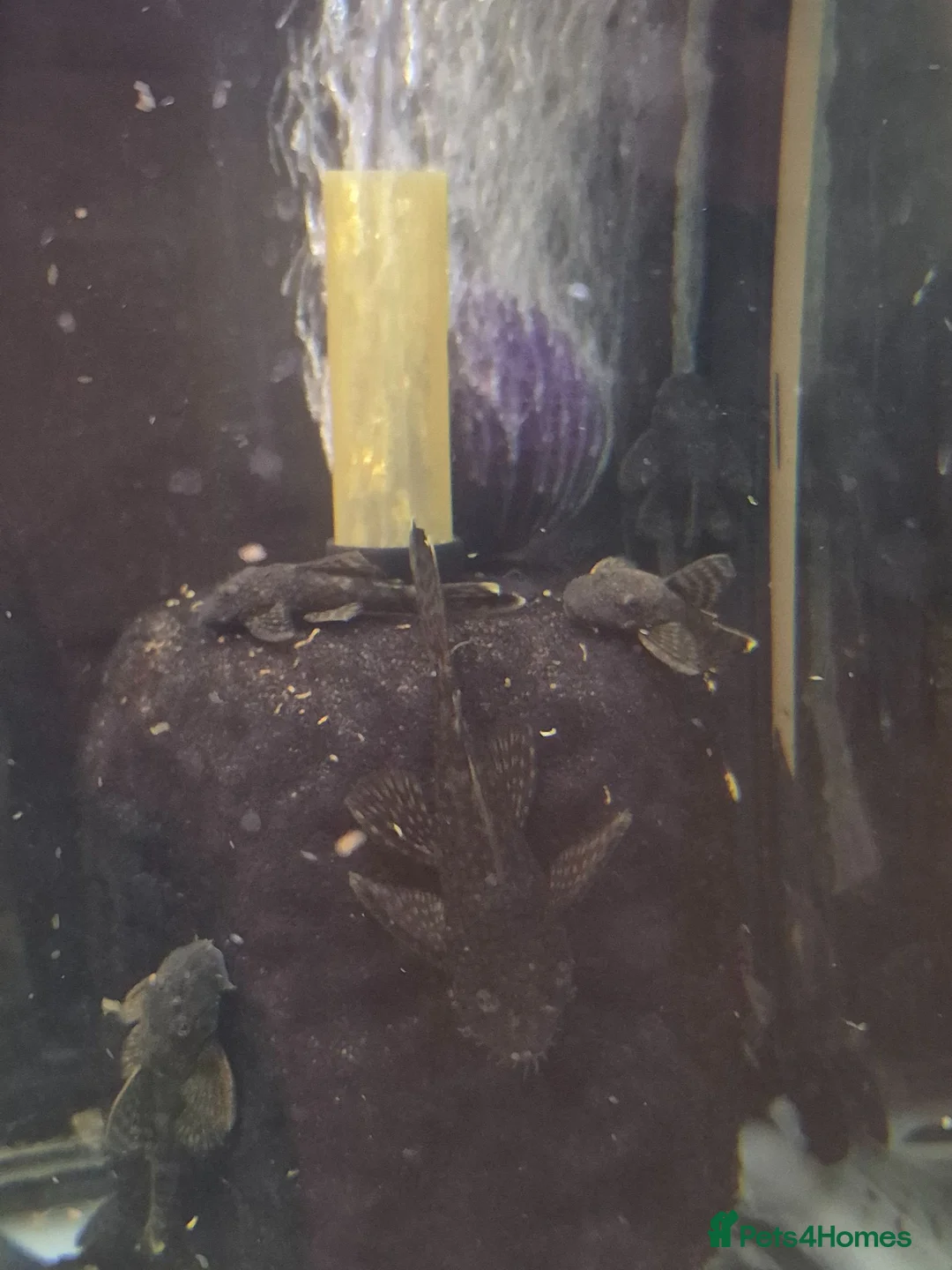 Plecos fish for sale: Bristlenose pleco common/albino available  in Southall - Advert 1