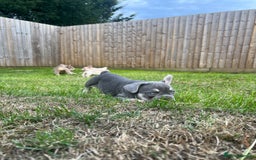 French Bulldog dogs for sale: ** carrying fluffy French bulldog - Image 1