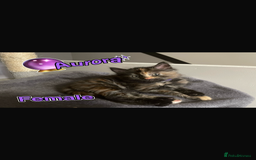 Mixed Breed cats for sale: Kittens ready to be rehomed immediately - Image 4