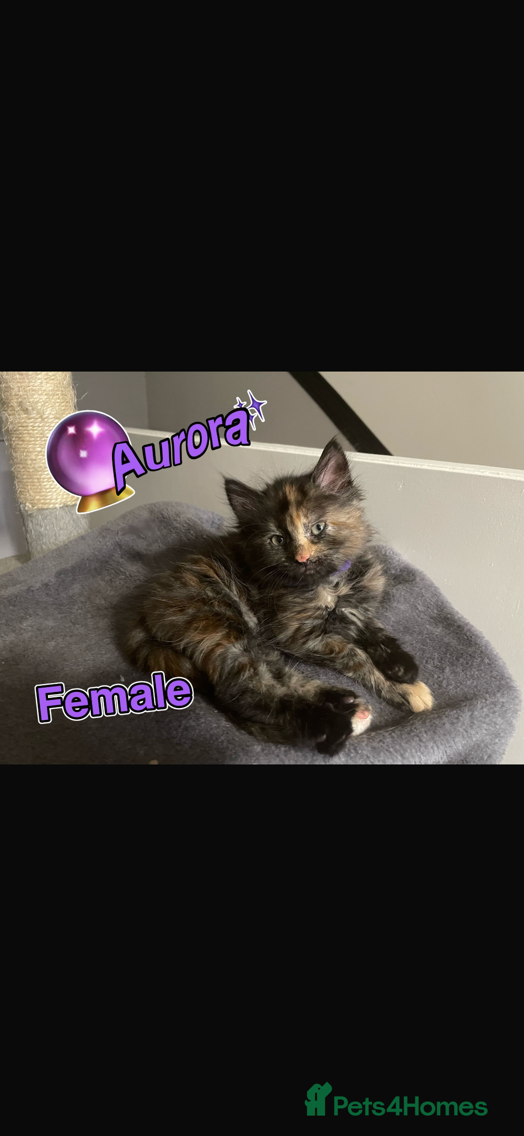 Mixed Breed cats for sale: Kittens ready to be rehomed immediately - Image 4