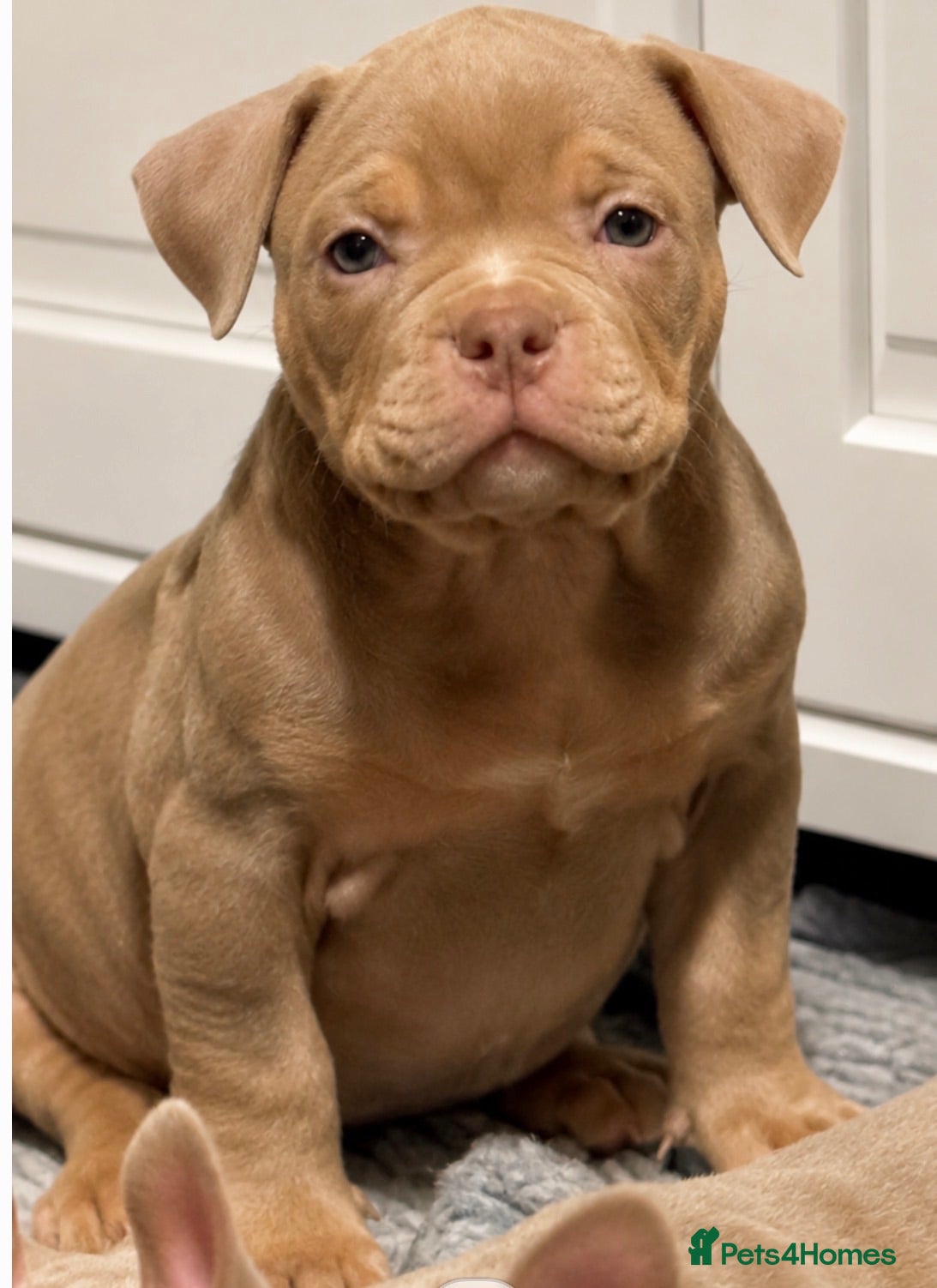 American Bully dogs Lucci vs Gr CH McLovin pups  - Advert 1