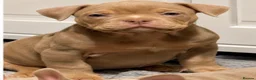 American Bully dogs for sale: Lucci vs Gr CH McLovin pups  - Advert 1