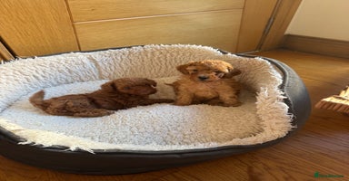 Toy Poodle dogs - Advert 5