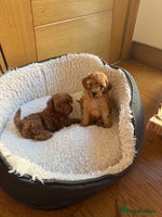 Toy Poodle dogs - Advert 5