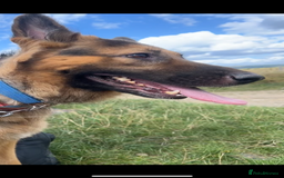 German Shepherd dogs for sale: Zena sadly for Sale - Image 1