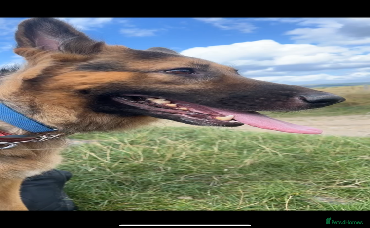 German Shepherd dogs - Advert 2