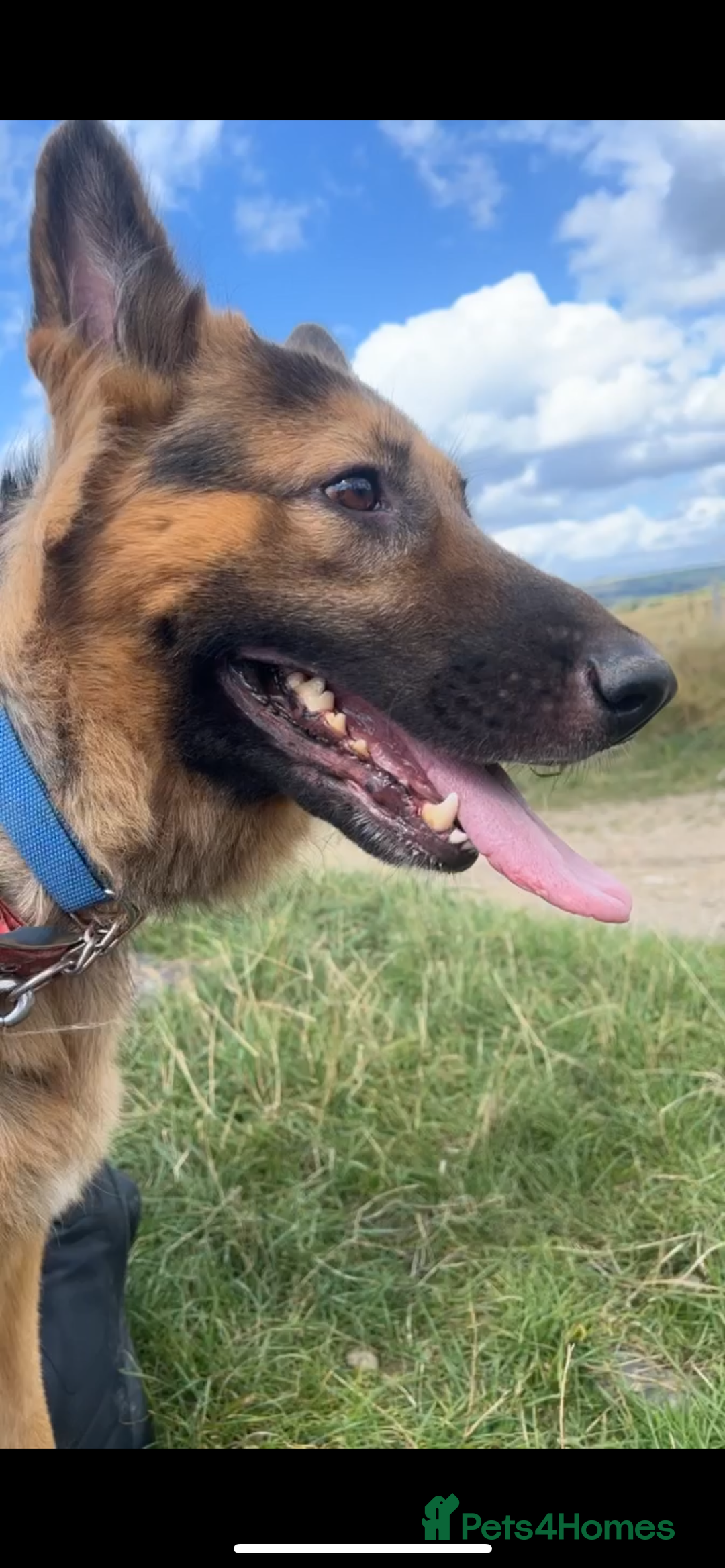 German Shepherd dogs for sale: Zena sadly for Sale - Image 1