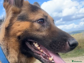 German Shepherd dogs - Advert 4