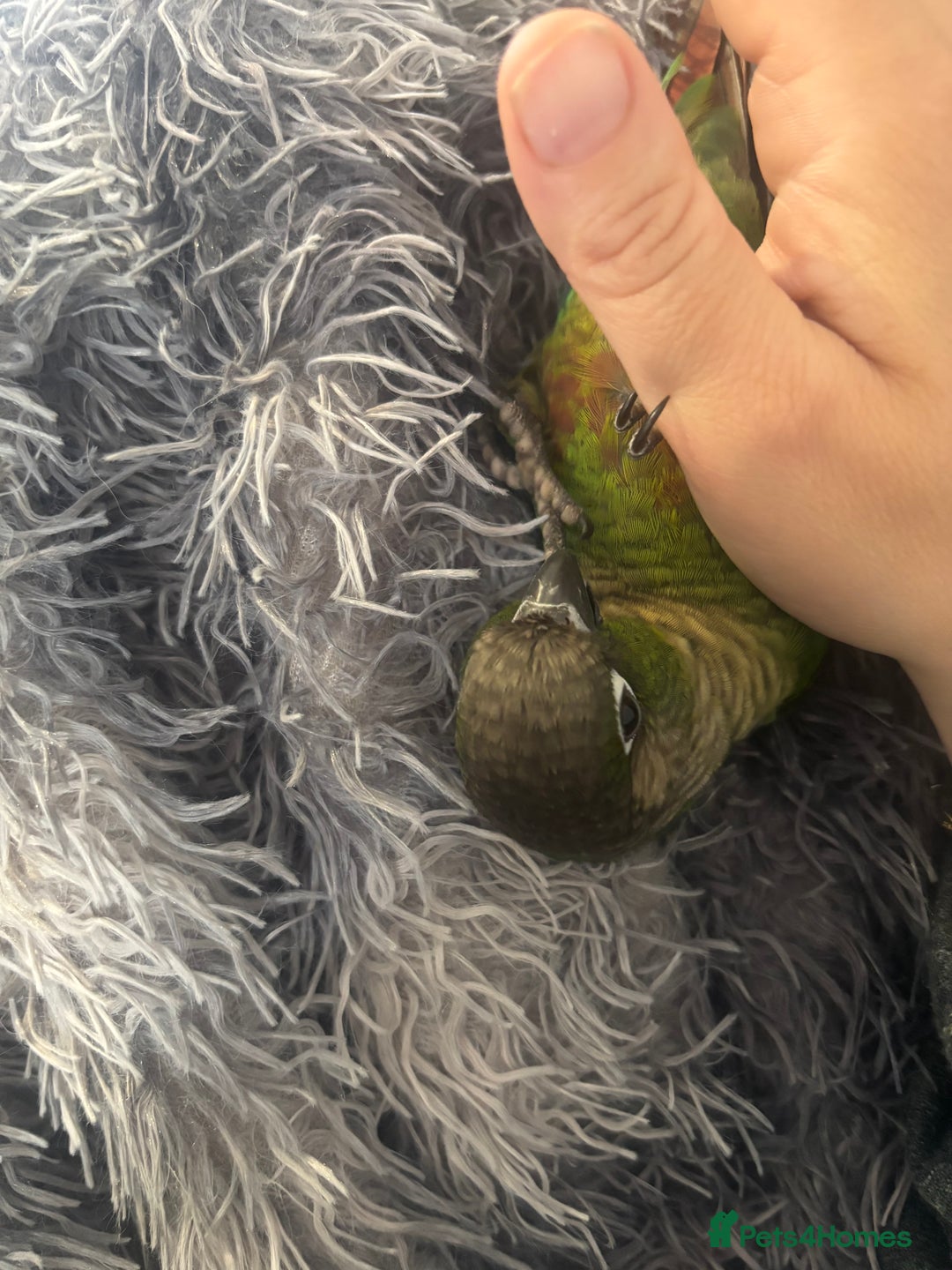 Conures birds for sale: Hand reared very tame conure - Image 7