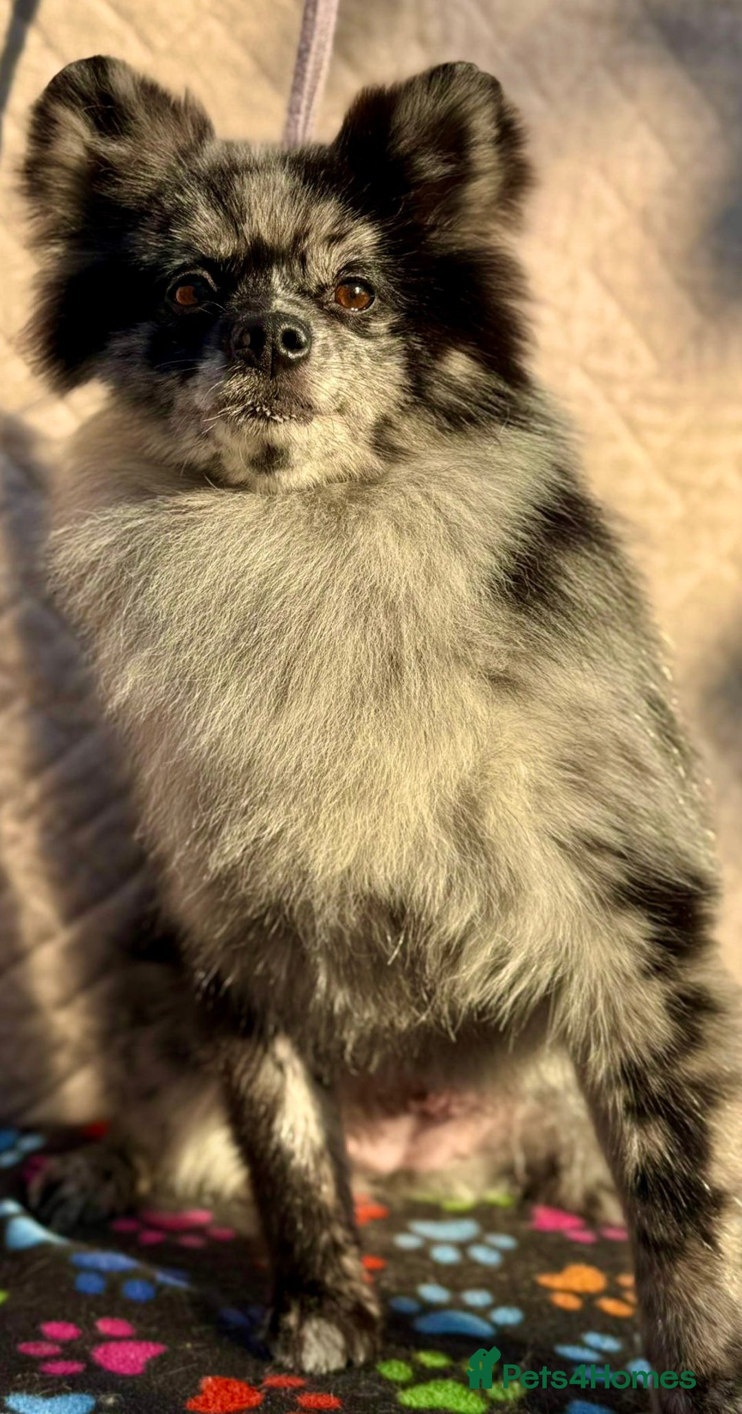 Pomeranian dogs for adoption: Smokey’s Story: From Suffering to Hope - Image 4