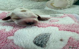 Cockapoo dogs for sale: Ready Dec 20th. Fully dna & health tested clear - Image 22