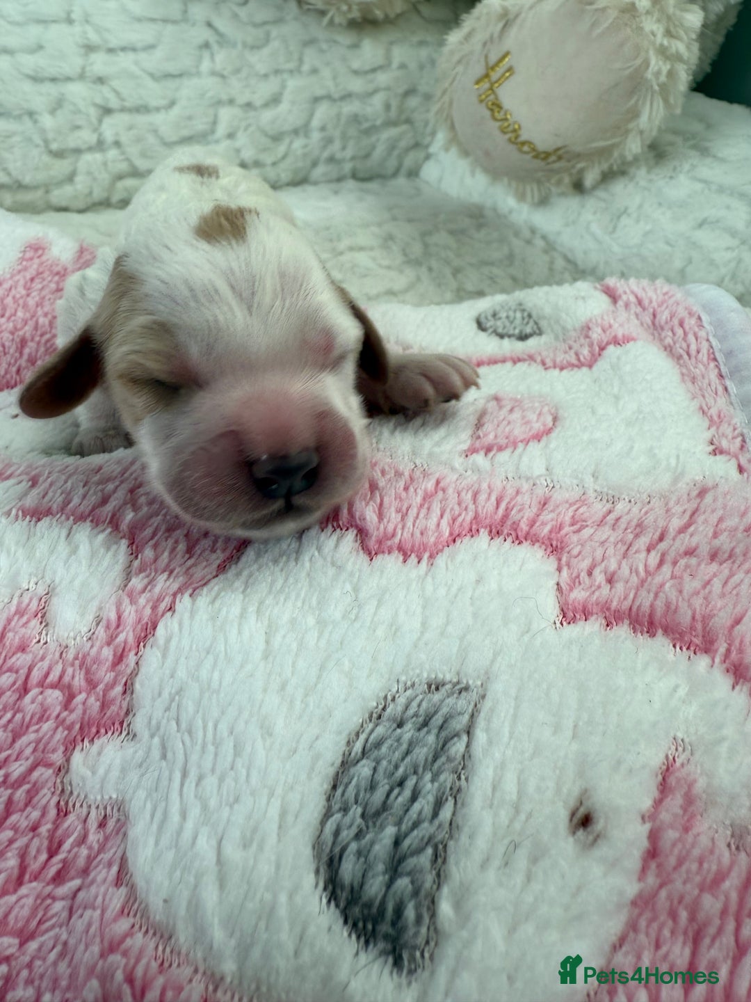 Cockapoo dogs for sale: Ready Dec 20th. Fully dna & health tested clear - Image 22