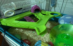 Hamster rodents for sale: Syrian hamster with full set up - Image 5