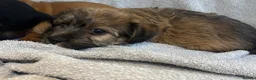 Chorkie dogs for sale: 3 beautiful Chorkie puppys - Advert 3