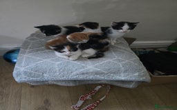 Domestic Shorthair cats for sale: Kittens  - Image 11