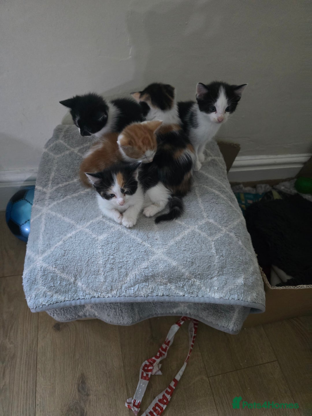 Domestic Shorthair cats for sale: Kittens  - Image 11