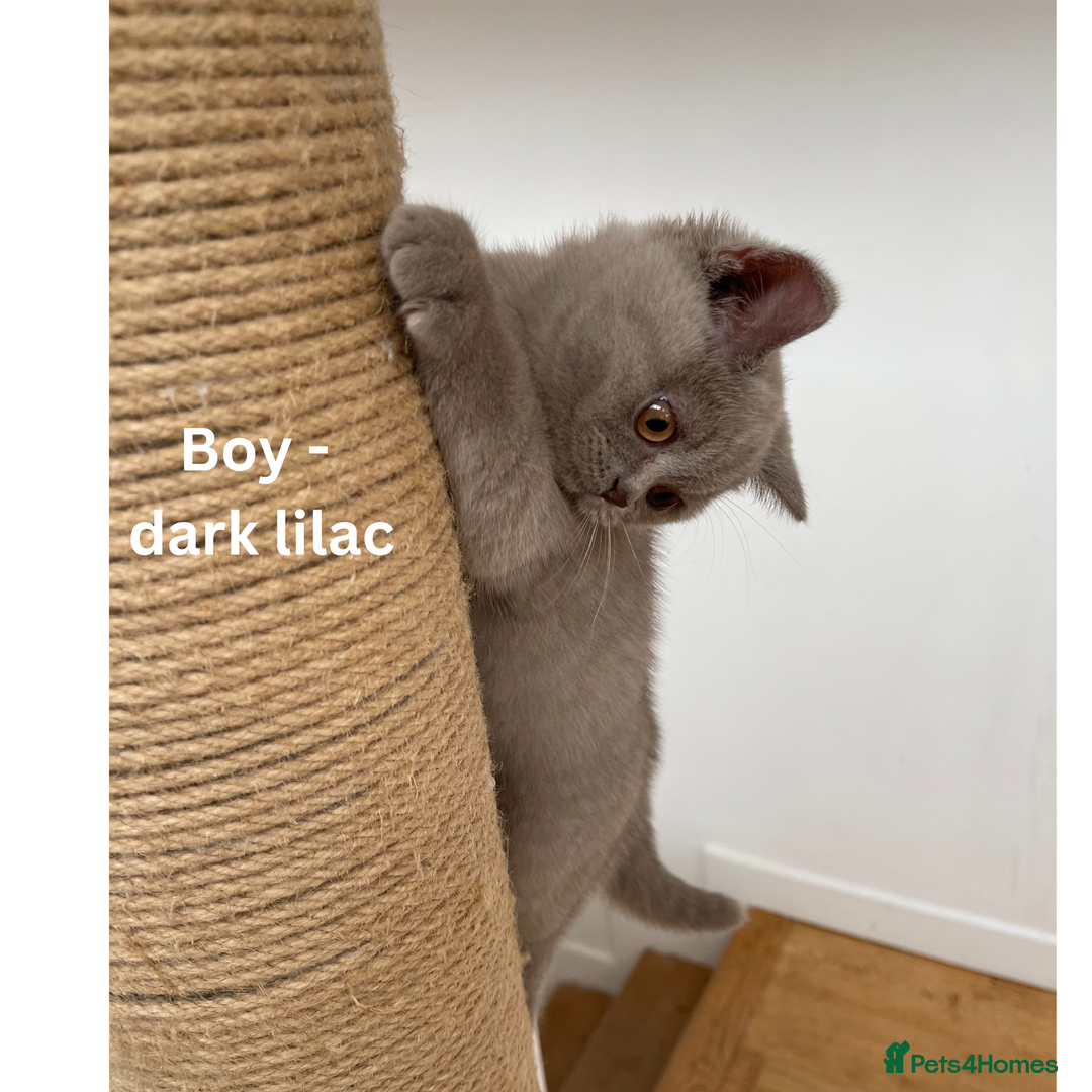 British Shorthair cats for sale: British Shorthair, Ready to be rehomed - Advert 11