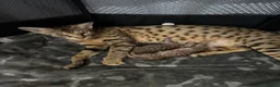 Savannah cats for sale: Savannah F4 girls - Advert 19