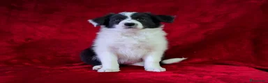 Border Collie Puppy 7