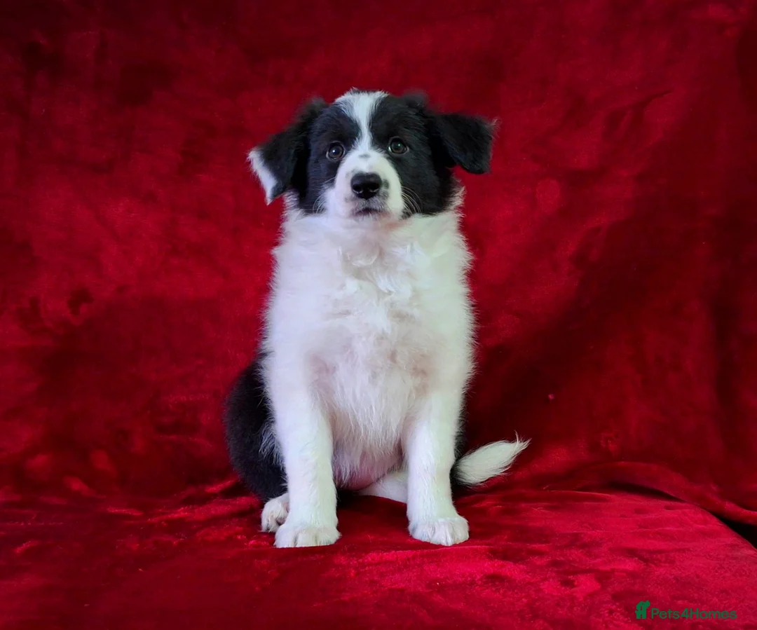 Border Collie dogs for sale: 🌟READY NOW!🌟 Stunning KC Reg Border Collie Pups  - Advert 2