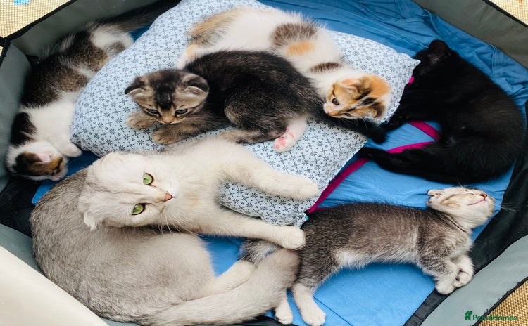 Scottish Fold cats - Advert 6