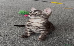 Bengal cats for sale: Well socialised bengal kittens - ready 21/12/25 - Advert 18