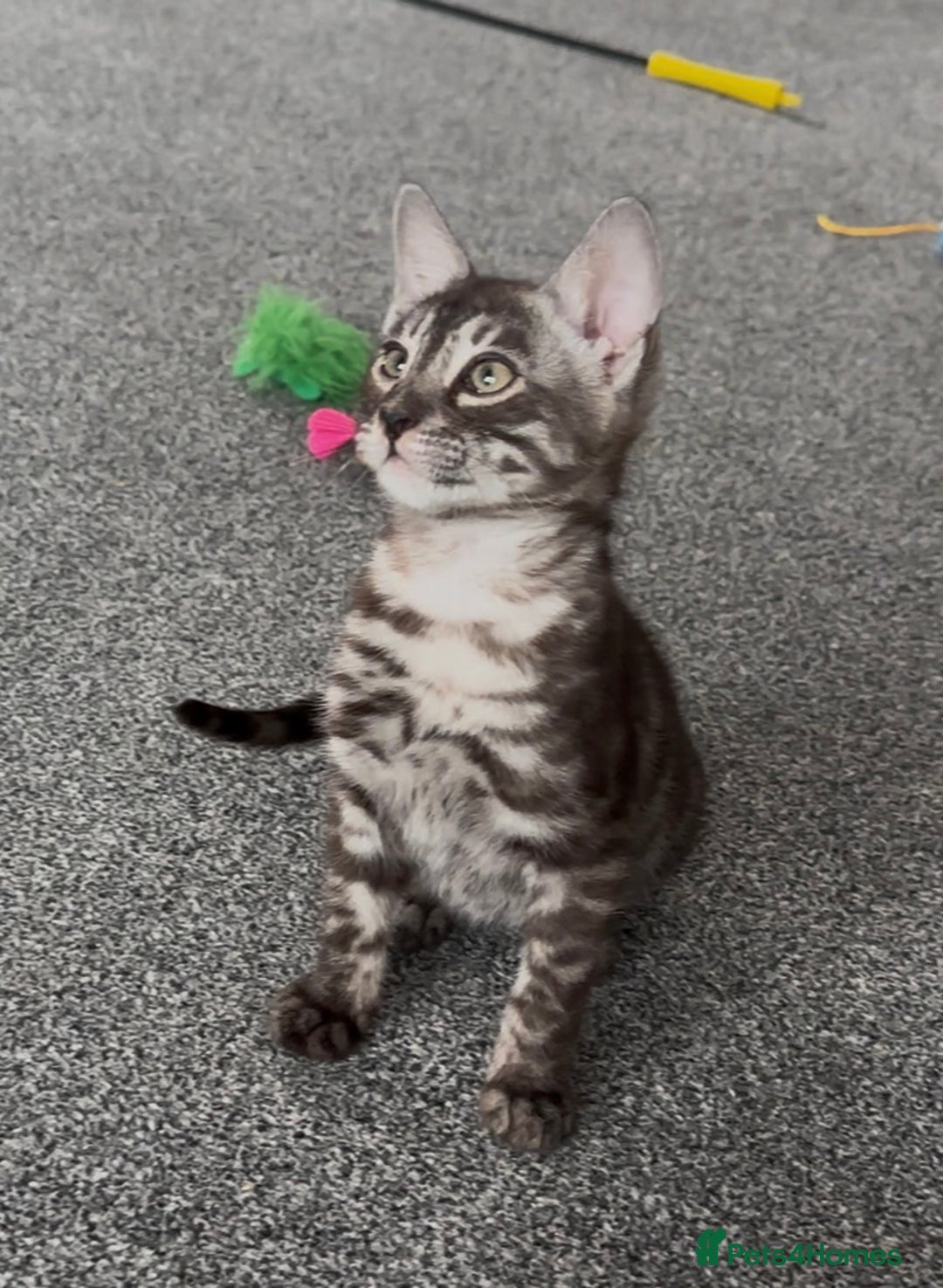 Bengal cats for sale: Well socialised bengal kittens - ready 21/12/25 - Advert 18