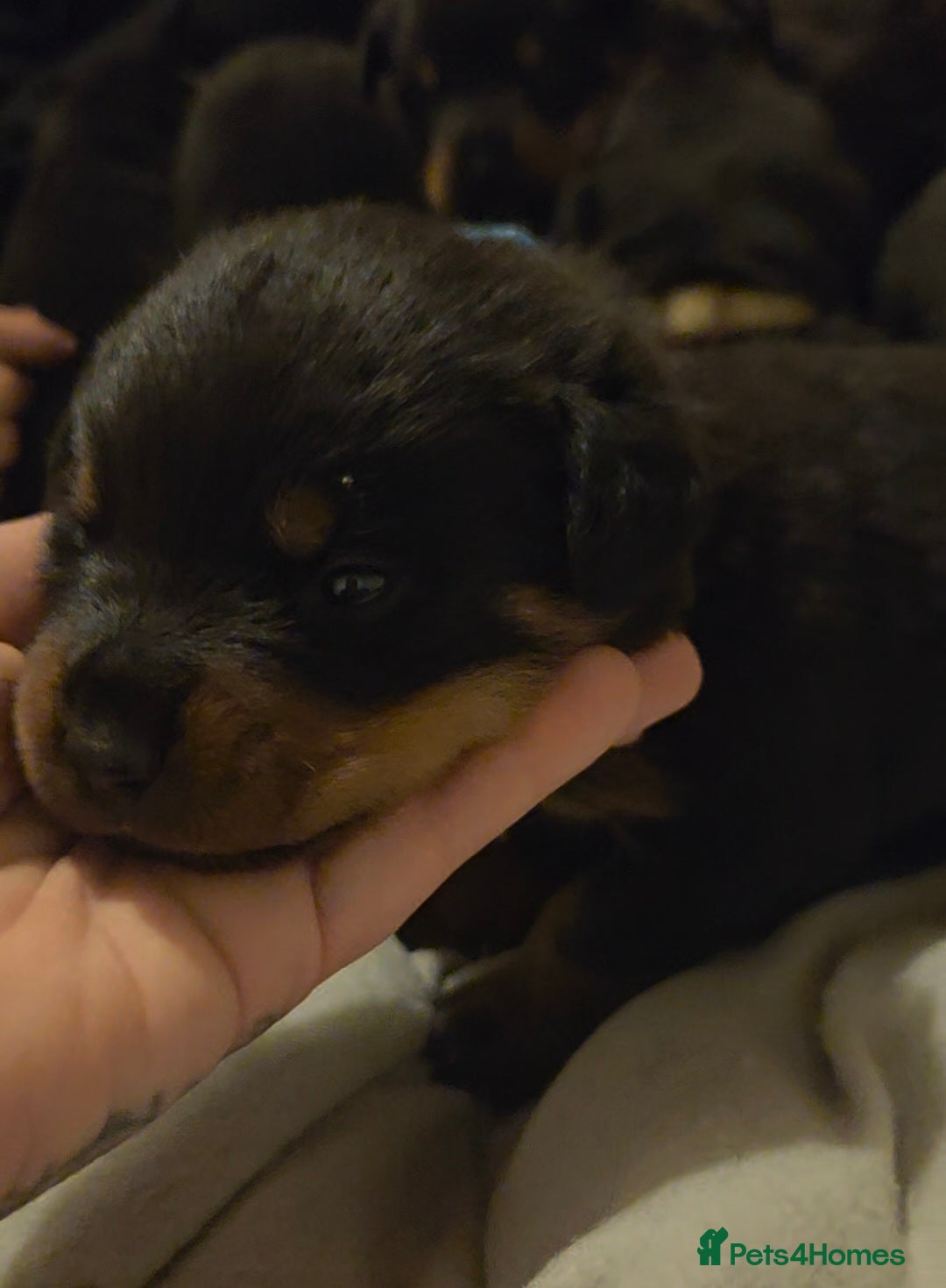 Rottweiler dogs for sale: Rottweiler puppies - Advert 15