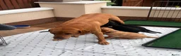 Labrador Retriever dogs for sale: 1 x KC registered female Fox Red Labrador puppy - Advert 8