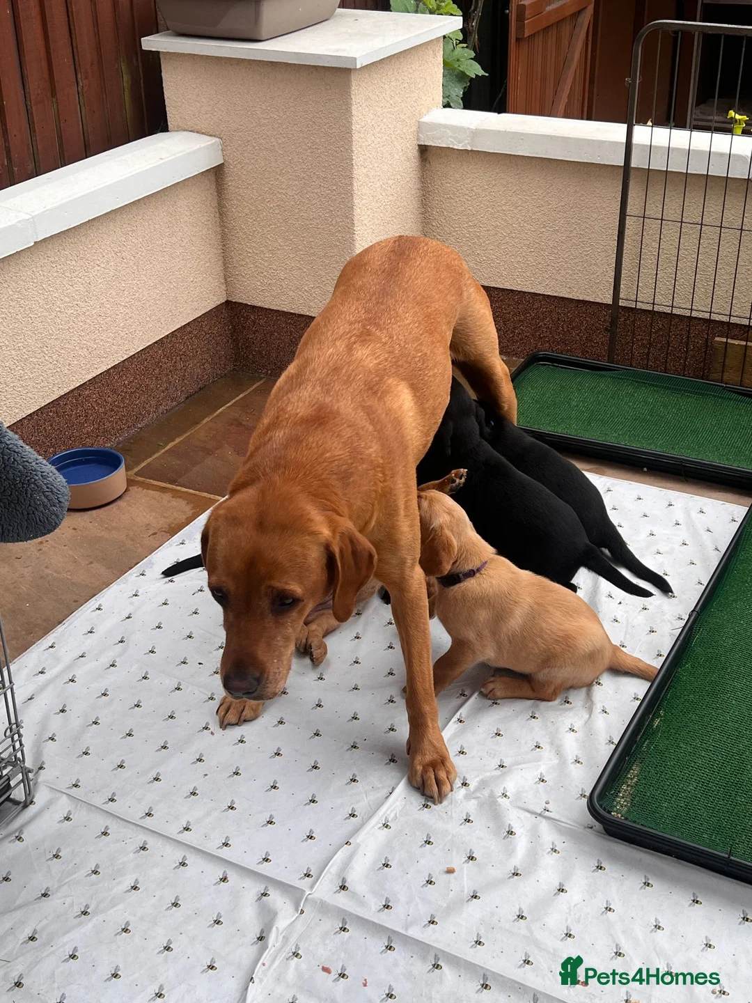 Labrador Retriever dogs for sale: 1 x KC registered female Fox Red Labrador puppy - Advert 8