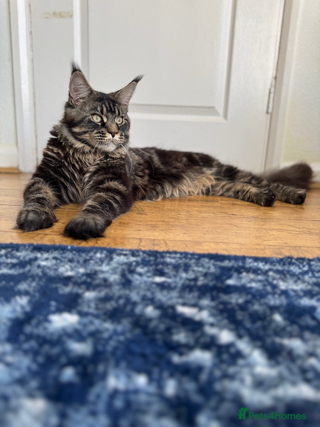 Maine Coon cats for sale: Majestic Purebred Maine Coon Kittens - TICA 🐾 - Advert 10