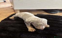 Miniature Dachshund dogs for sale: Stunning miniature dachshunds in Kidderminster - Image 16