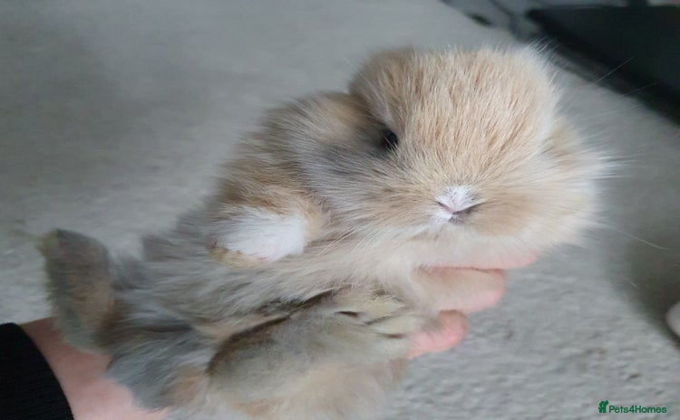 Lionhead rabbits Baby bunny's  - Advert 1