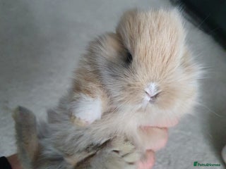 Lionhead rabbits Baby bunny's - Advert 7