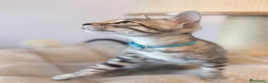 💎 Meet BORYU – A Stunning Silver Blue Bengal Boy 💎