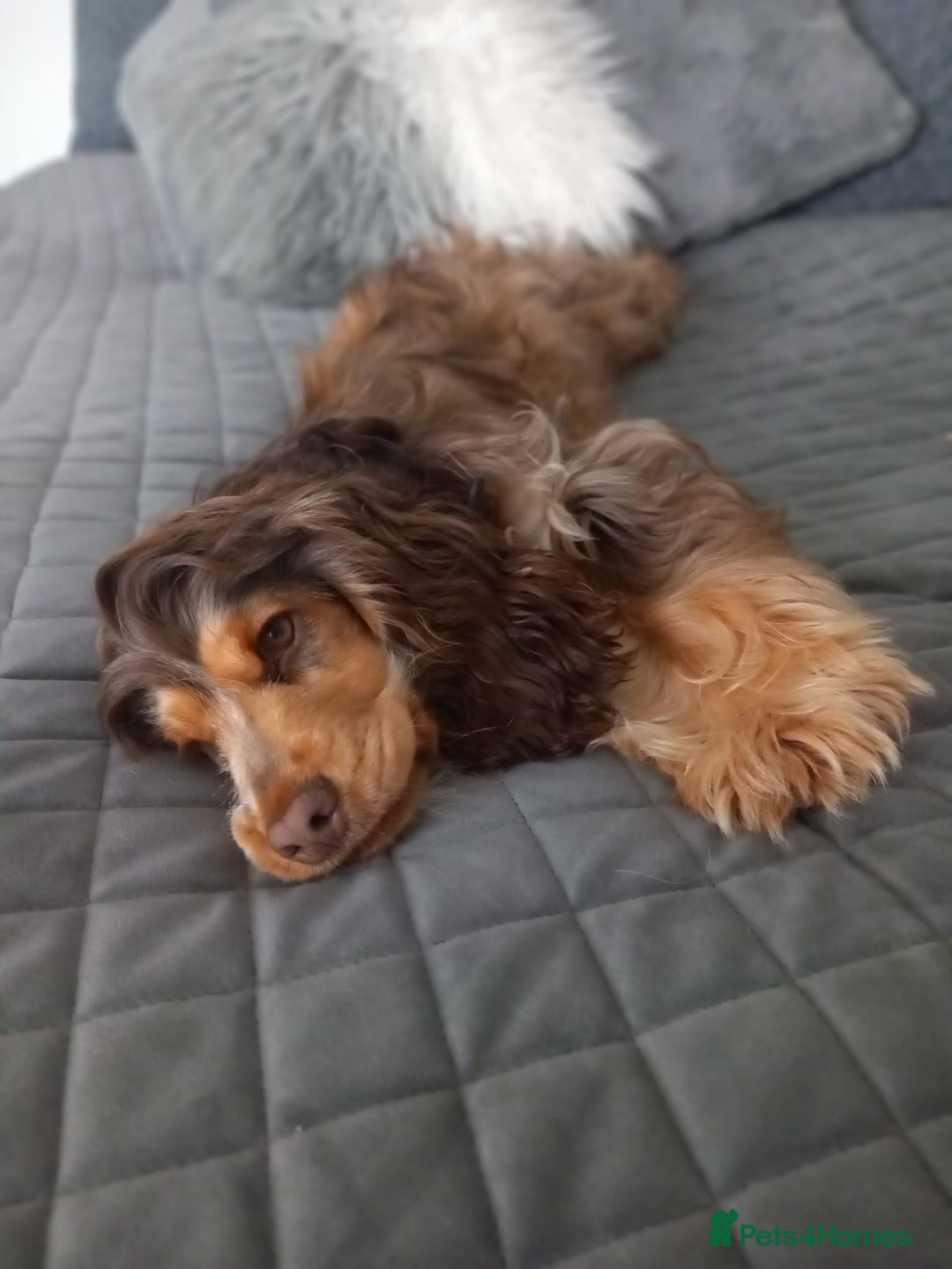 Cocker Spaniel dogs for sale: KC Show Cocker Spaniel Pups DNA health Simbawood  - Image 9