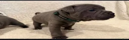 Staffordshire Bull Terrier dogs for sale: %Bloodline Staffordshire Bull Terrier Pups in Rugby - Advert 21