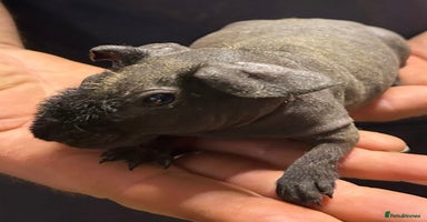 Guinea Pig rodents - Advert 6