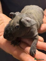 Guinea Pig rodents - Advert 6