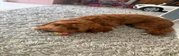 Cavapoo dogs for sale: Male Cavapoo Puppy - Advert 2