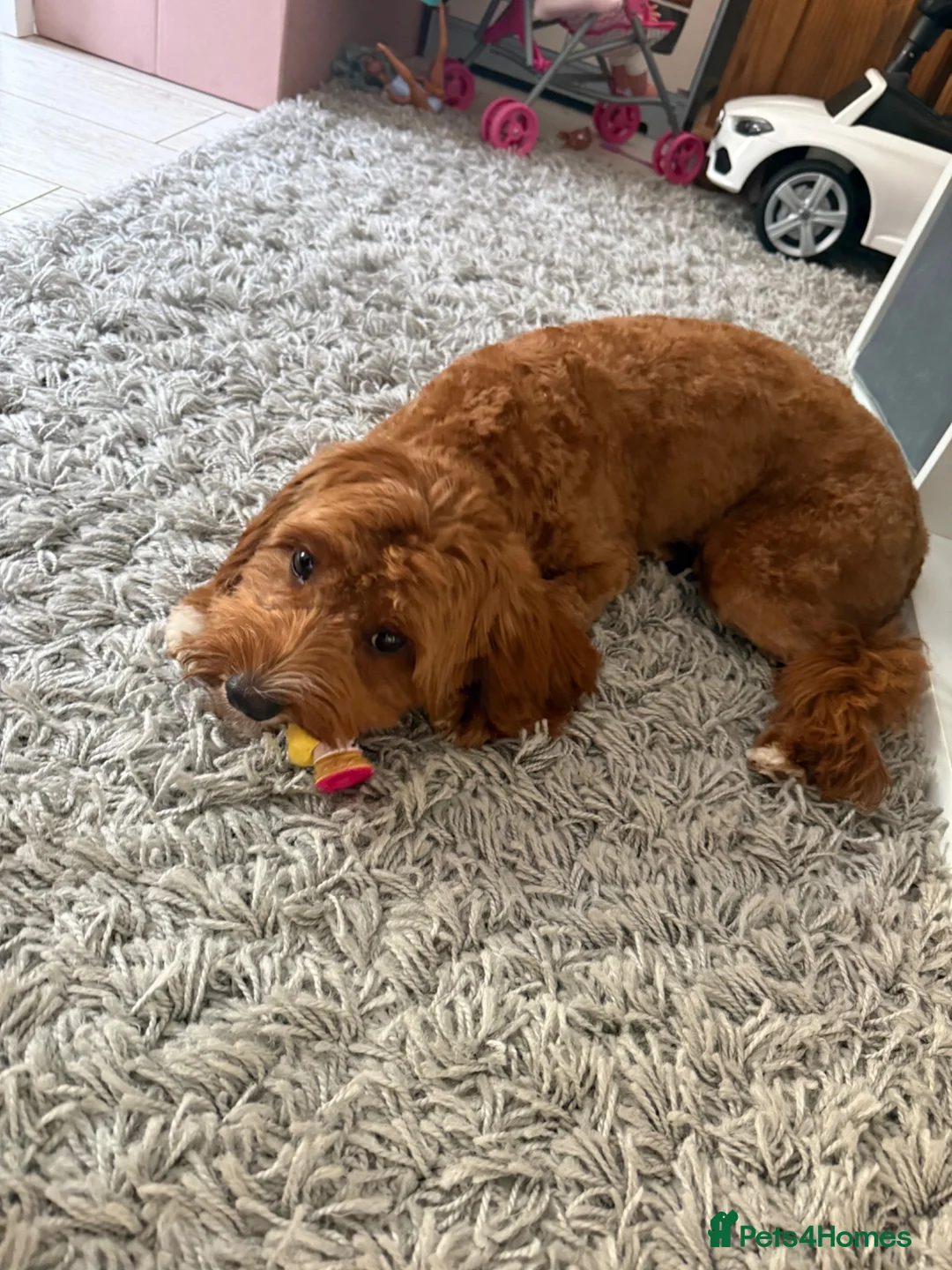 Cavapoo dogs for sale: Male Cavapoo Puppy - Advert 2
