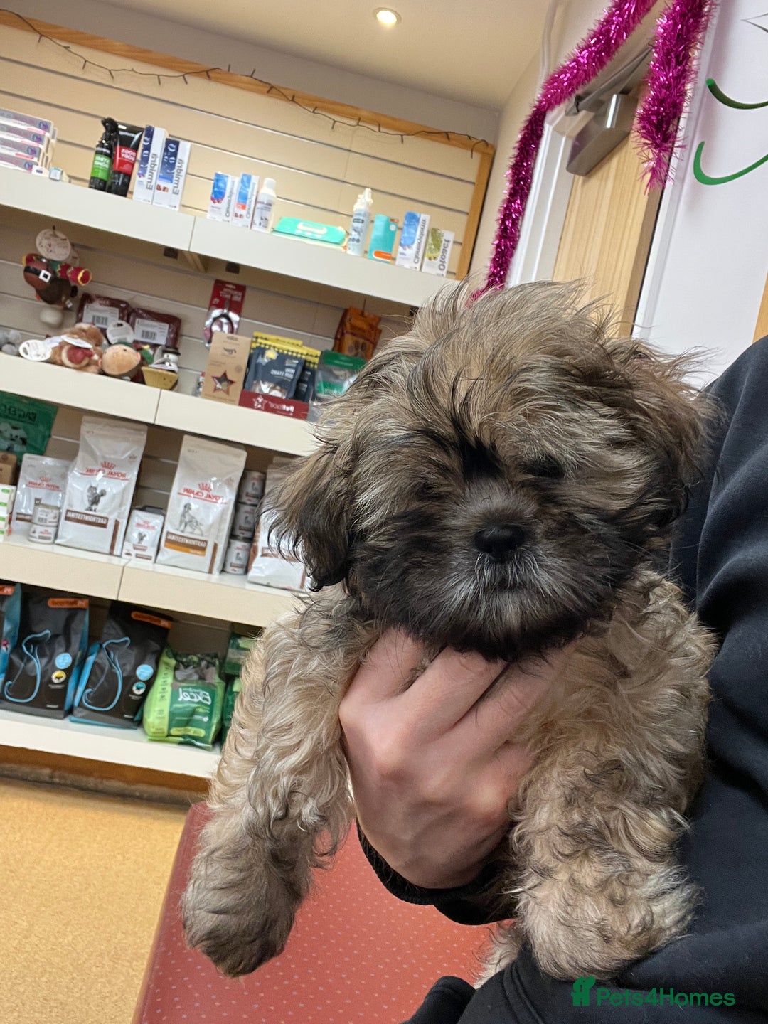 Shih Tzu dogs for sale: Shih Tzu pup  - Advert 2
