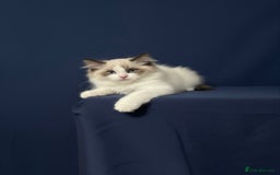 Ragdoll cats for sale: GCCF Champion Line ragdolls kitten  - Advert 16
