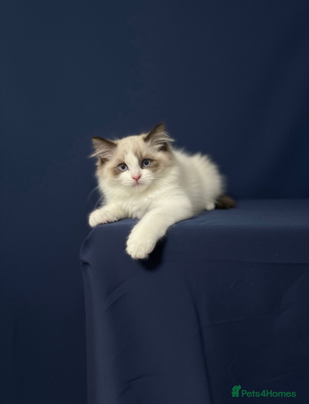 Ragdoll cats for sale: GCCF Champion Line ragdolls kitten  - Advert 16