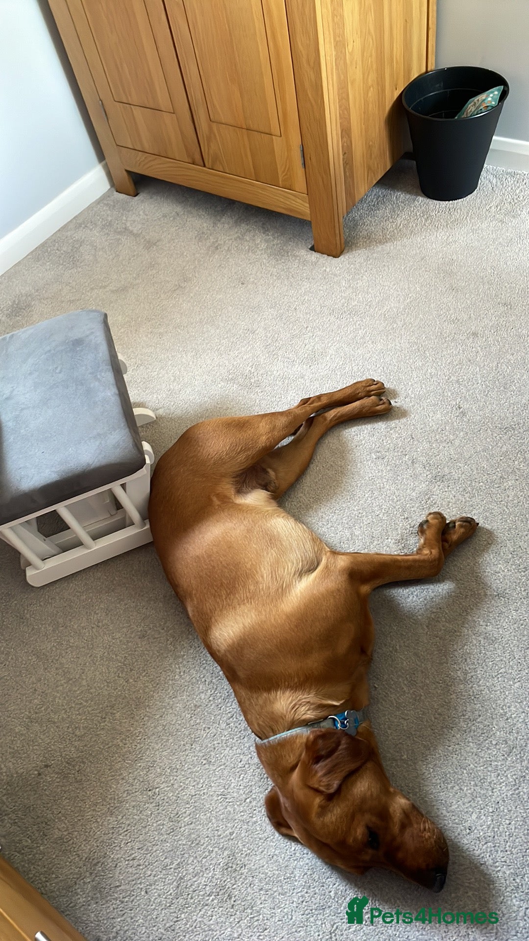 Labrador Retriever dogs for stud: Stunning Proven Fox Red Labrador For Stud in Stoke-on-Trent - Image 6