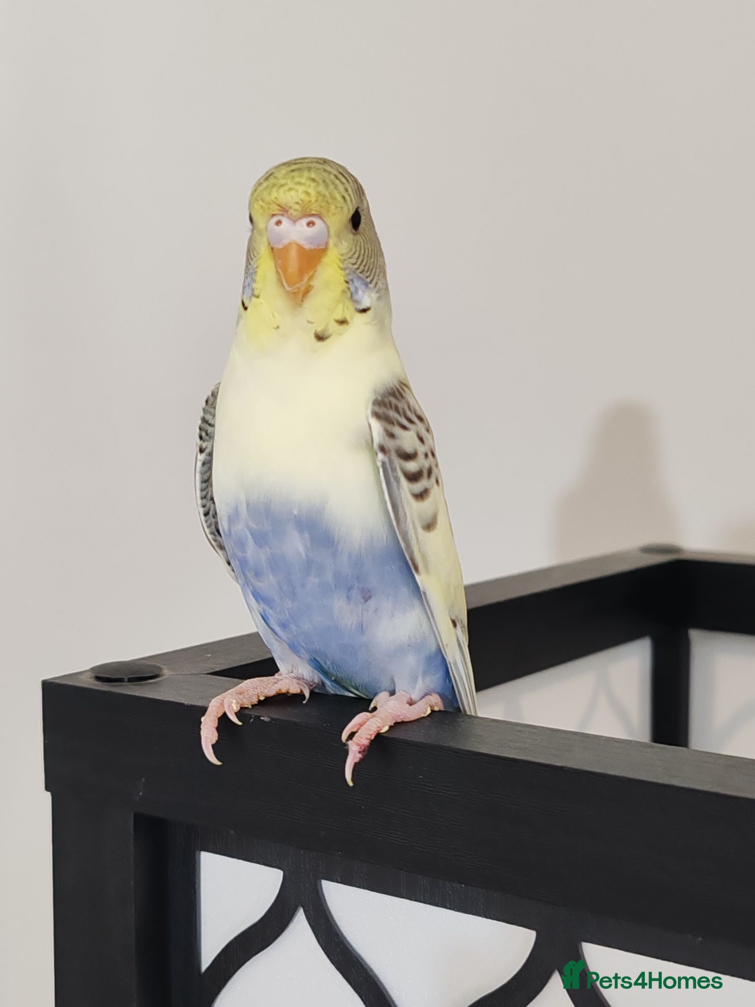 Budgerigars birds Budgies 12 weeks old - Advert 20